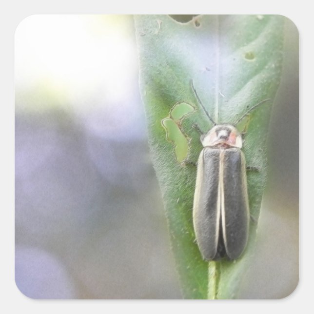 Firefly - Photuris Pyralis Quadratischer Aufkleber (Vorderseite)