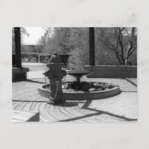 Firehydrant VS Wasserbrunnen Postkarte