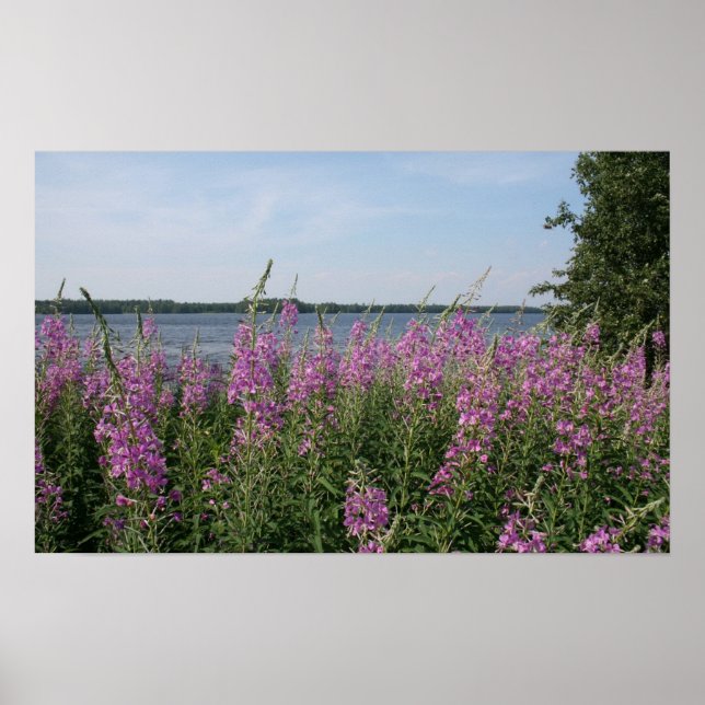 Fireweed Beach Poster (Vorne)