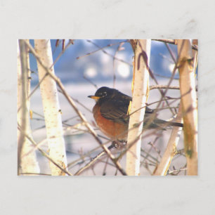 First Bird Postkarte
