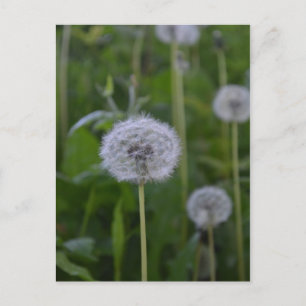 First Wish Postkarte