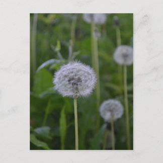 First Wish Postkarte