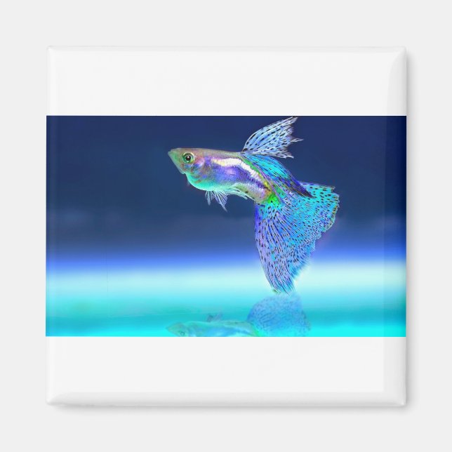 Fisch-2358741_1920 Magnet (Vorne)