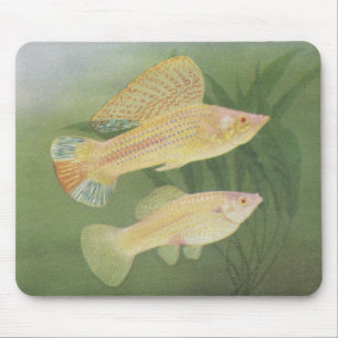 Fisch - Albino Mollies - Poecilia latipinna Mousepad