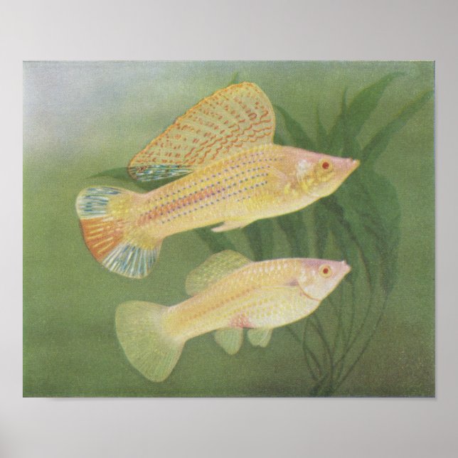 Fisch - Albino Mollies - Poecilia latipinna P/foli Poster (Vorne)