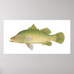 Fisch - Barramundi - Lates calcarifer Poster