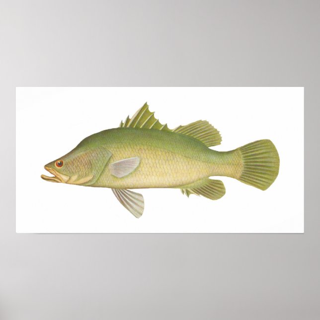 Fisch - Barramundi - Lates calcarifer Poster (Vorne)