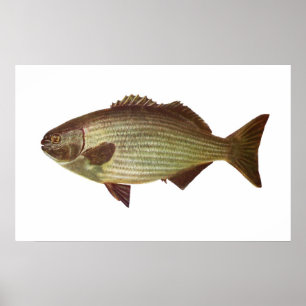 Fisch - Drummer - Kyphosus sydneyanus Poster