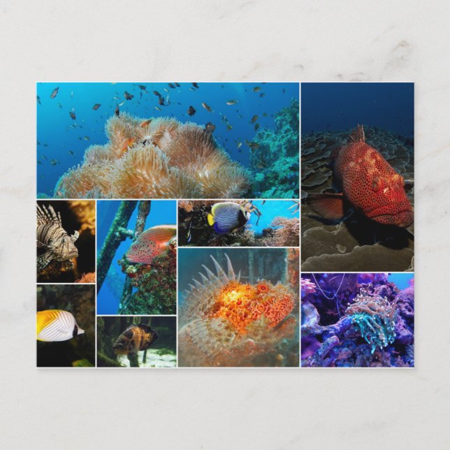 Fisch, Fotokollage. Postkarte (Vorderseite)