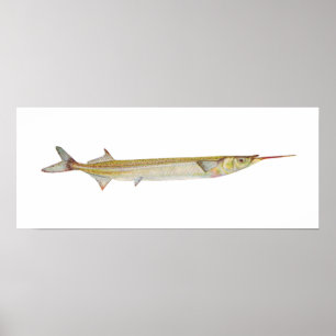 Fisch - Garfish - Hyporhamphus intermedius Poster