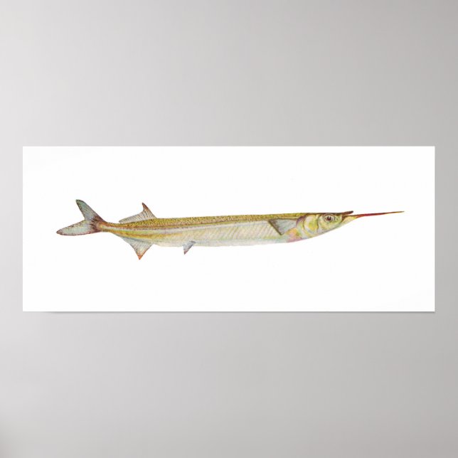 Fisch - Garfish - Hyporhamphus intermedius Poster (Vorne)
