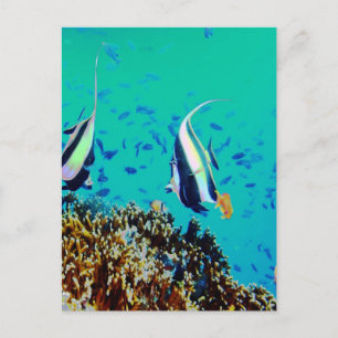 Fisch in den finnischen Gewässern Postkarte