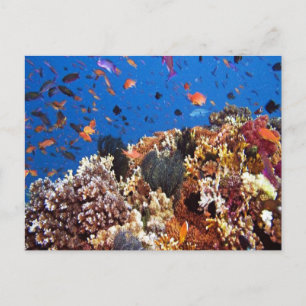Fisch in den finnischen Gewässern Postkarte