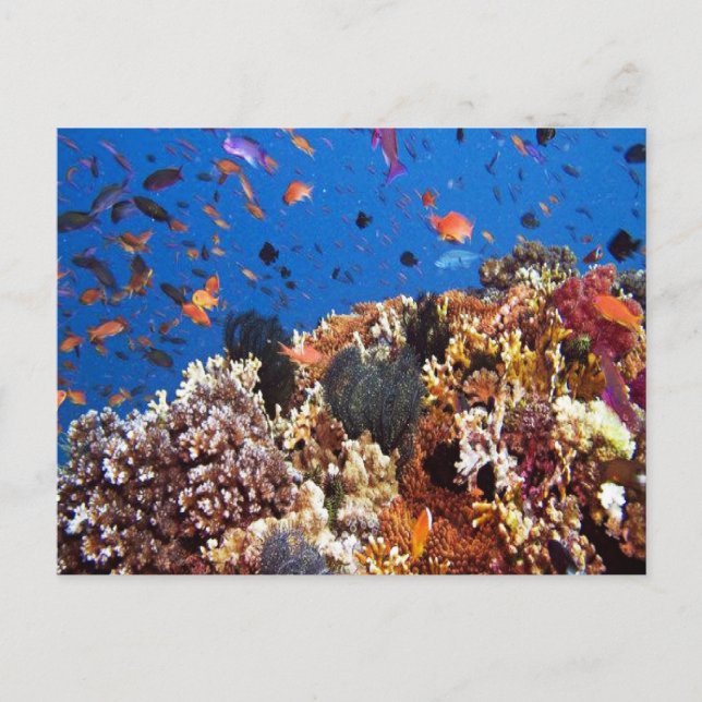 Fisch in den finnischen Gewässern Postkarte (Vorderseite)