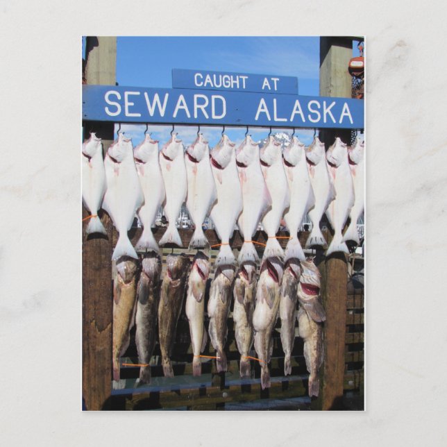 Fisch in Seward, Alaska Postkarte (Vorderseite)