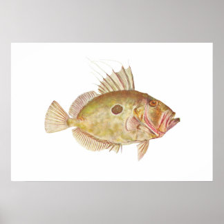 Fisch - John Dory - Zeus faber Poster