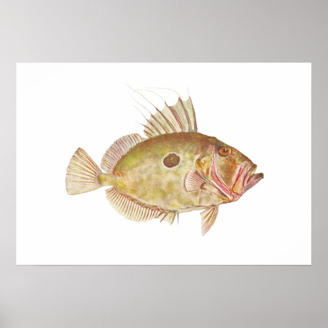 Fisch - John Dory - Zeus faber Poster (Vorne)