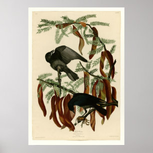 Fisch-Krähe Poster