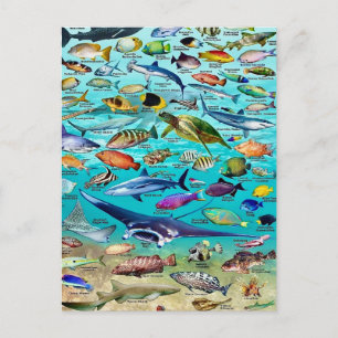 Fisch & Mehr Fisch Postkarte