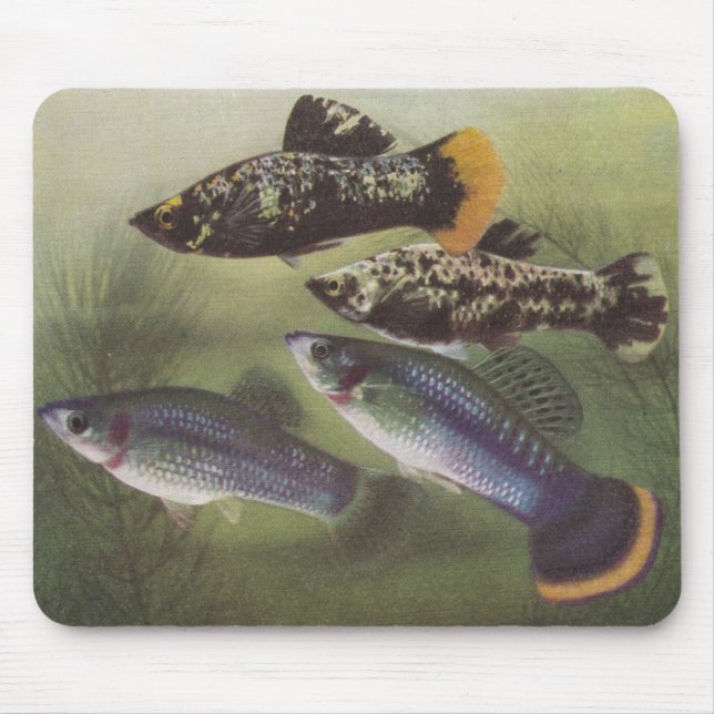 Fisch - Mollies - Poecilia sphenops Mousepad (Vorne)