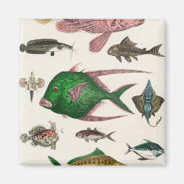 Fisch, Ozean, niedlich, Meer, Wasser, Tier, Fische Magnet