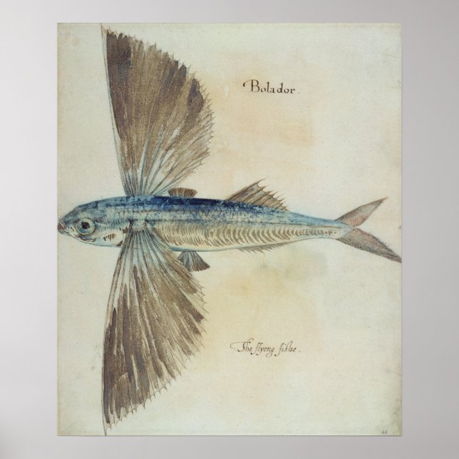 Fisch Poster (Vorne)