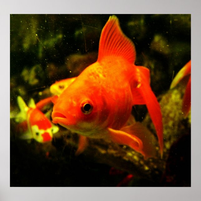 Fisch Poster (Vorne)