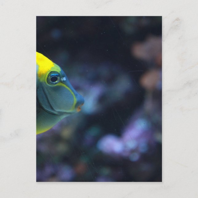 Fisch Postkarte (Vorderseite)