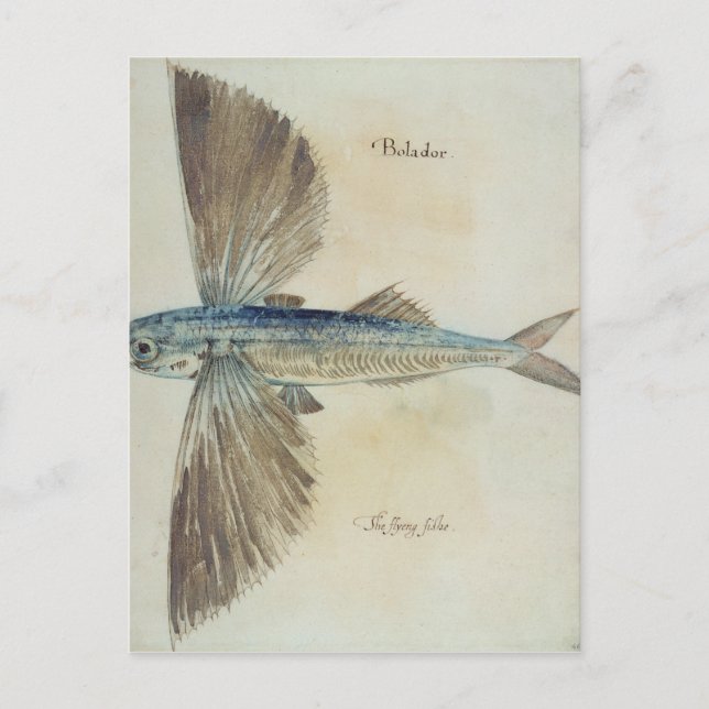 Fisch Postkarte (Vorderseite)