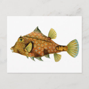Fisch Postkarte