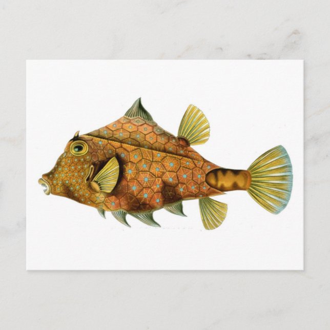Fisch Postkarte (Vorderseite)