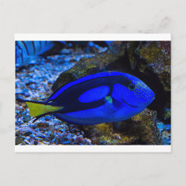 Fisch Postkarte
