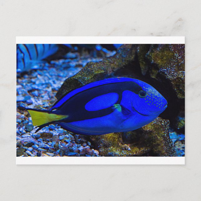 Fisch Postkarte (Vorderseite)