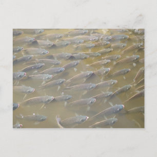 FISCH POSTKARTE