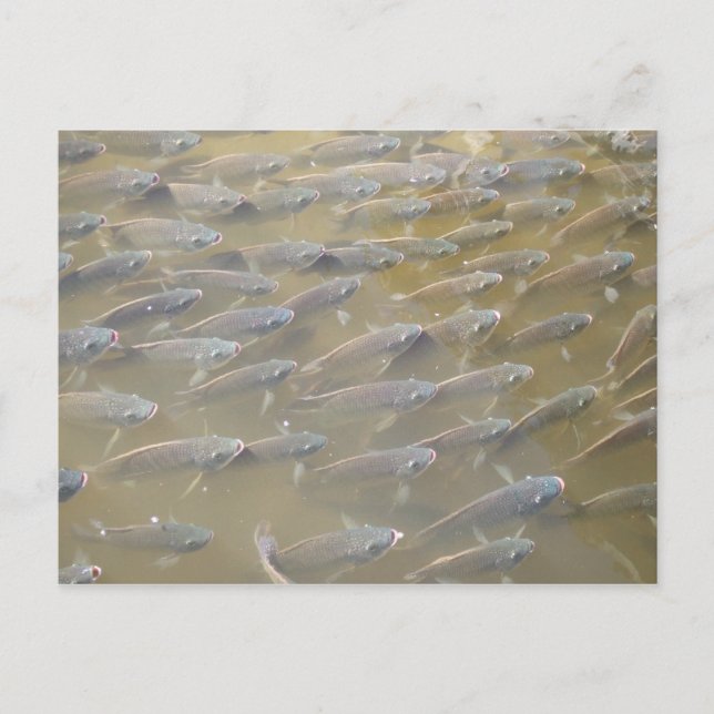 FISCH POSTKARTE (Vorderseite)