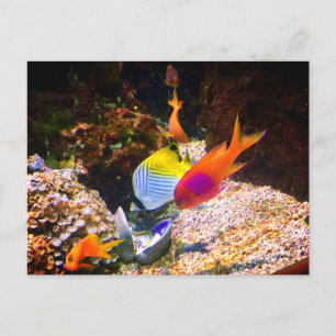 Fisch Postkarte