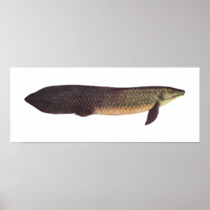 Fisch - Qld. Lungfish - Neoceratodus forsteri Poster