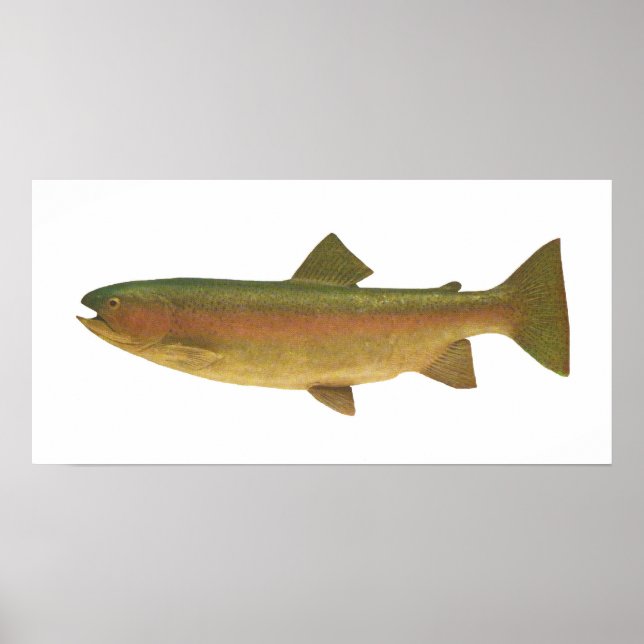 Fisch - Regenbogenforelle - Salmo gairdnerii Poster (Vorne)