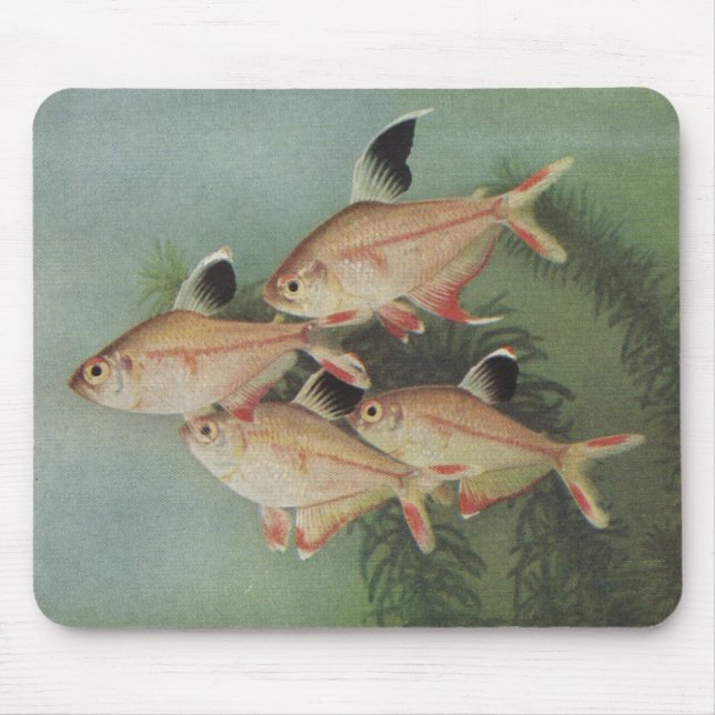Fisch - Rosy Tetra - Hyphessobrycon rosaceus Mousepad (Vorne)