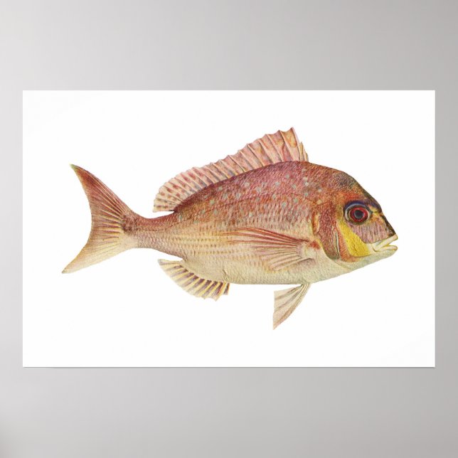 Fisch - Rotbrasse - Chryosophrys guttuatus Poster (Vorne)