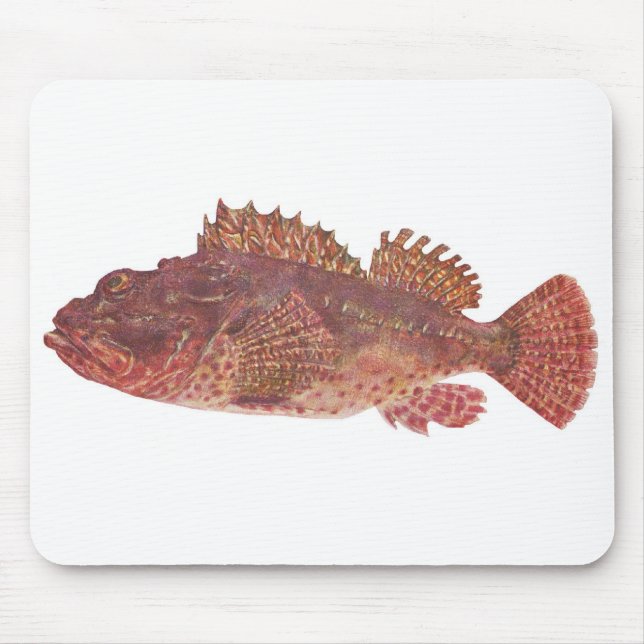 Fisch - Roter Rock Cod - Scorpaena cardinalis Mousepad (Vorne)