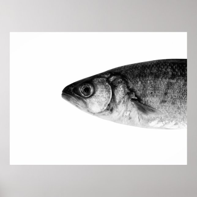 Fisch, schöne Kunst Poster (Vorne)