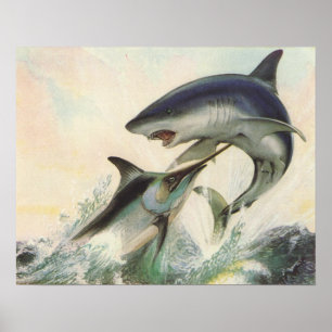 Fisch - Schwarzer Marlin und Mako Shark Poster