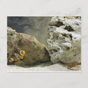 Fisch und Garnelen Postkarte
