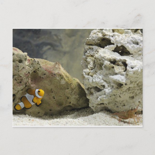 Fisch und Garnelen Postkarte (Vorderseite)