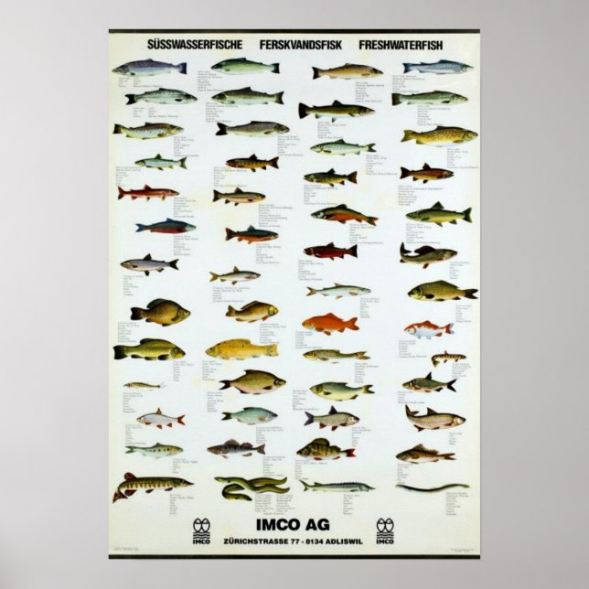 Fisch Vintag Repro. Drucken Poster (Vorne)