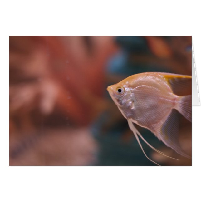"Fisch" von Larry Coressel (Vorderseite (Horizontal))