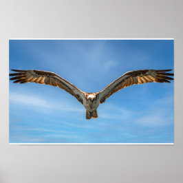 Fischadler im Flug Wandkunst | Raubvogel Poster