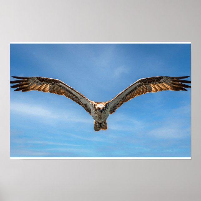 Fischadler im Flug Wandkunst | Raubvogel Poster (Vorne)