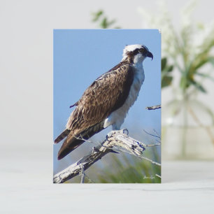 Fischadler-Karte Natur-Notizkarte Dankeskarte